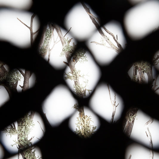 Filigree Leather Eye Patch • See-Through • Made To Order